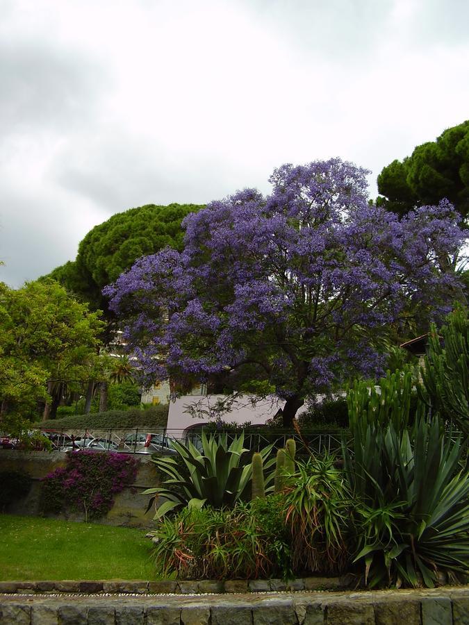 Hotel Aurora Bordighera Kültér fotó